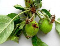 Poškození plůdků pilatkou jablečnou a zobonoskami