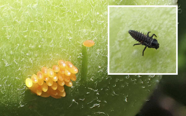 Snůška vajíček slunéčka na plodu a čerstvě vylíhlá larva 