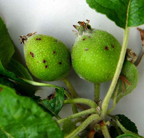 Poškození plodů zobonoskou jablečnou