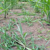 Efektivní regulace nejvýznamnějších plevelů kukuřice