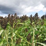 Potenciál první české odrůdy zrnového čiroku Ruzrok