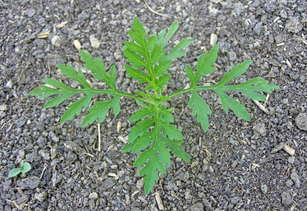 Mladá rostlina ambrózie s typicky zpeřenými listy