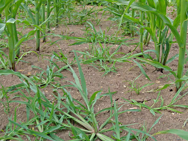 Obr. 1: Za sucha dochází u většiny půdních herbicidů k selhání účinnosti na ježatku kuří nohu