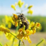 Vlastnosti pesticidů aplikovaných do květu řepky a jejich vliv na včely