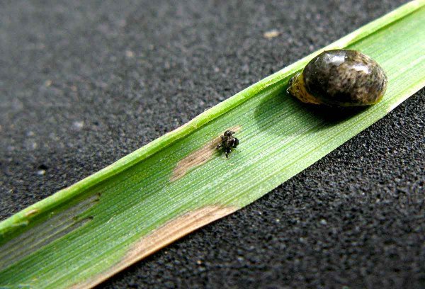 Kohoutek černý, brouk (vlevo) a larva