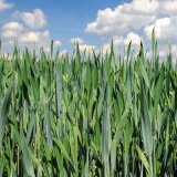 Agrovital multifunkční pomocná látka vhodná i do kombinací s nově zaváděnými pesticidy