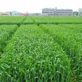 Nové možnosti optimalizace počtu odnoží a výnosu u pšenice ozimé
