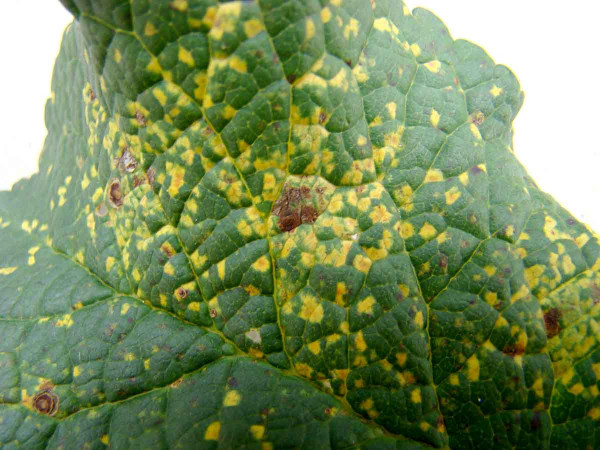 Rzivost slivoně - drobné hranaté žluté skvrny na líci listů