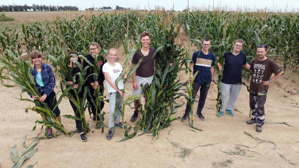 Obr. 2: Náročná ruční sklizeň kukuřice se studenty FAPPZ ČZU (15. 9. 2021)