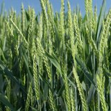 Compola nový třísložkový herbicid do obilnin