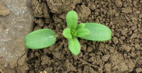 Klíční rostlina svízele přítuly (Galium aparine)
