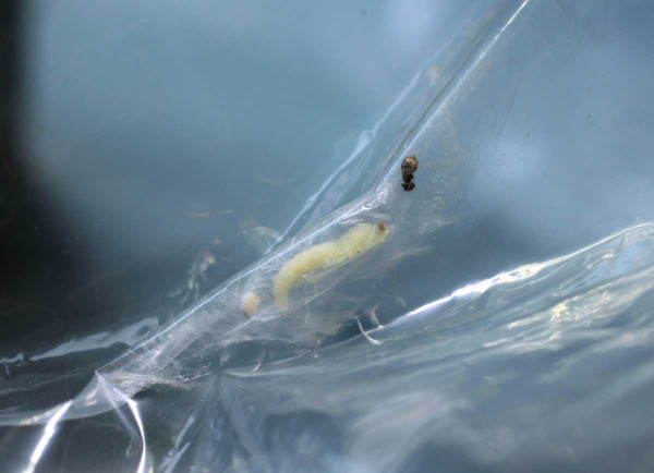 Čerstvě svlečená (bílá) kukla T. striata - larva se úspěšně zakuklila v záhybech igelitového sáčku během transportu