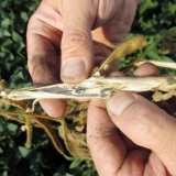 Ochrana a výsledky herbicidních pokusů v sóji v roce 2020