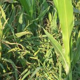 Zpracování půdy a změna druhového spektra plevelů v kukuřici