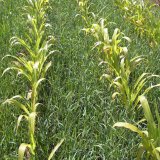 Účinná regulace problematických plevelů v kukuřici