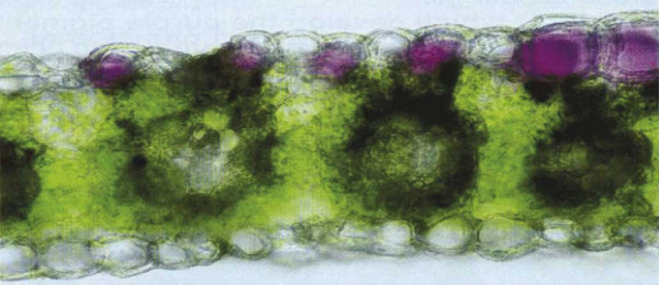 Obr. 2: Tento prierez tkaniva listu kukurice ukazuje nahromadené antokyanínové pigmenty. Všimnite si, že fialová pigmentácia sa vytvorila v hornej vrstve buniek a nemá vplyv na obsah chlorofylu v rastline.