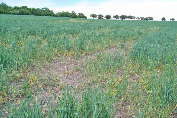Obr. 4: Porost ozimé pšenice odrůdy Akteur se ztrátou zápoje vlivem poškození virovými zakrslostmi, podzimní i jarní infekce