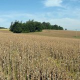Zakládání porostů máku a možnosti regulace plevelů