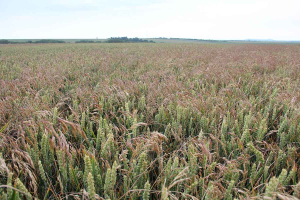 Masový výskyt v ozimnej pšenici