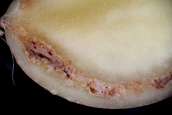 Výron bakteriálního slizu v místě cévních svazků hlízy bramboru infikované karanténní bakterií Ralstonia solanacearum na podélném řezu