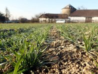 Účinnost herbicidu BeeFlex 0,5 l/ha v ozimé pšenici od aplikace až do sklizně - časné jaro