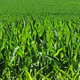 Galleko a kukurica v roku 2017 - získajte z hektára viac