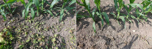 Obr. 2: Kombinace sulfonylmočoviny s půdním herbicidem působí rychle a omezí vzcházení nových plevelů - vlevo solo ošetření Maister Power; vpravo ošetření TM Maister Power + Aspect Pro (dva týdny po aplikaci)