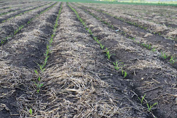 Kukuřice setá v technologii podrývání v linii řádků, pokryv půdy posklizňovými zbytky z předplodiny
