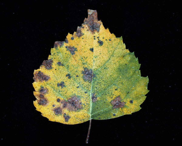Listové skvrnitosti - Discula betulina