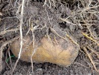 Cysty háďátka bramborového na kořenech