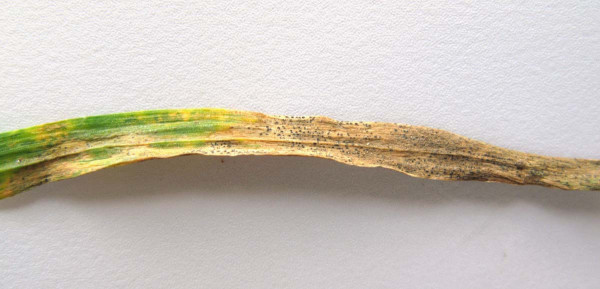 Obr. 1: Nekrotické léze na listech pšenice způsobené houbou Z. tritici s plodnicemi - pyknidami