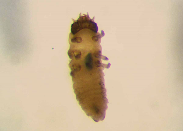 Obr. 6: Poznat parazitovanou larvu blýskáčka je často poměrně snadné - tmavý vetřelec se uvnitř bílých tkání prozradí sám; v případě některých druhů tomu tak ale není a je potřeba larvy obarvovat