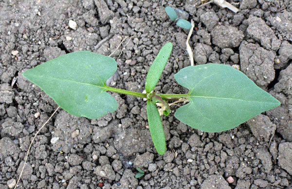 Obr. 2: Typickým plevelem porostů jarního ječmene patří opletka obecná (Fallopia convolvulus)