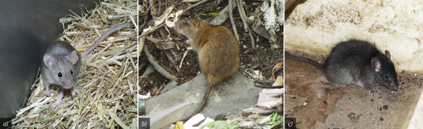 Obr. 2: a - myš domácí, b - potkan obecný, c- krysa obecná
