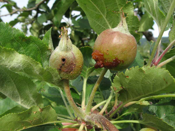 Poškození plůdků pilatkou jablečnou