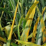 Rzi na pšenici na počátku vegetační sezony