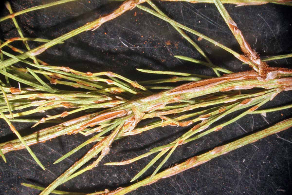 Rzivost chřestu - letní spory Puccinia asparagi