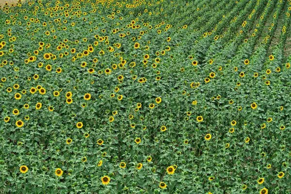 Kvetoucí slunečnice je náchylná k chorobám