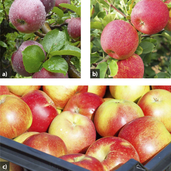 1a, 1b, 1c: V ekologickém režimu pěstování je možno vypěstovat stejně atraktivní ovoce jako v běžné produkci (a - ekologická výsadba v Klášterci nad Ohří; b, c - pokusný sad ve VÚRV Praha-Ruzyně )