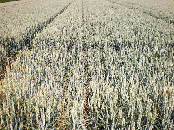 Obr. 1: Ozimá pšenice je nejpěstovanější obilninou na orné půdě v České republice.