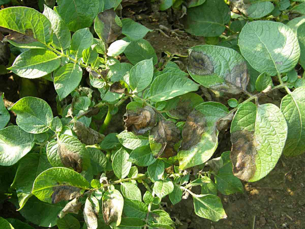 Projevy infekce plísní bramboru na listech