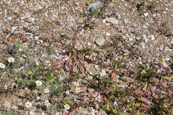 2.	Řepa velkoplodá (Beta macrocarpa) - nízké, poléhavé rostliny s výrazným antokyanovým zabarvením; pobřeží Středozemního moře, Řecko
