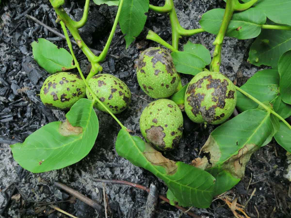 Hnědnutí listů ořešáků - plody
