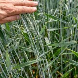 Fungicidní ochrana obilnin inspirovaná praxí
