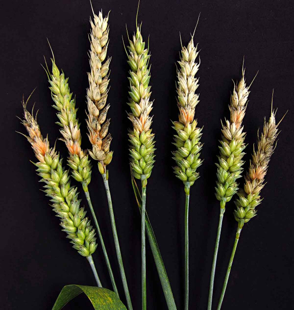 Fuzariózy (růžovění) klasů pšenice
