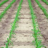 Základní herbicidní ošetření kukuřice