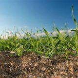 Střídání účinných látek je zásadní pro dlouhodobě udržitelnou a účinnou herbicidní ochranu