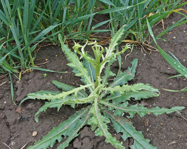 Obr. 6: Působení růstového herbicidu (Lontrel 300) na pcháč rolní v optimální růstové fázi