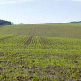Akce podzim 2023 - výhodné herbicidní ošetření obilnin