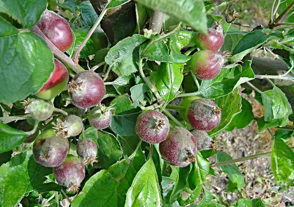 Strupovitost jabloně na malých plodech